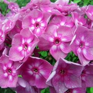 Флокс Phlox Мулатка